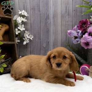Sundae, Miniature Golden Retriever Puppy